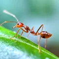 Trucuri naturale împotriva dăunătorilor din grădină: ce funcționează cu adevărat și ce e mit