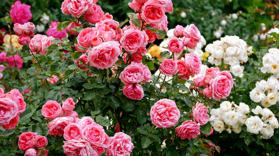 Trandafirii vor înflori spectaculos și în toamnă dacă apelezi la un truc rapid. E secretul multor grădinari