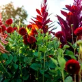 Flori de toamnă pe care să le plantezi în curte. Sunt un magnet pentru fluturi și albine