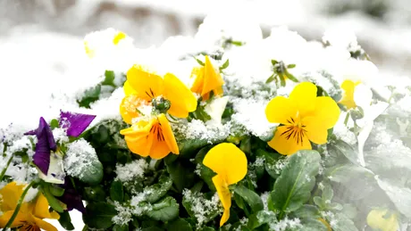 Flori de exterior rezistente la frig. Sfaturi pentru îngrijire în sezonul rece