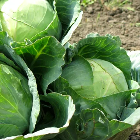 Cum să protejezi varza de grădină de dăunători. Cele mai bune 3 metode de prevenire și tratare a bolilor la culturile de varză