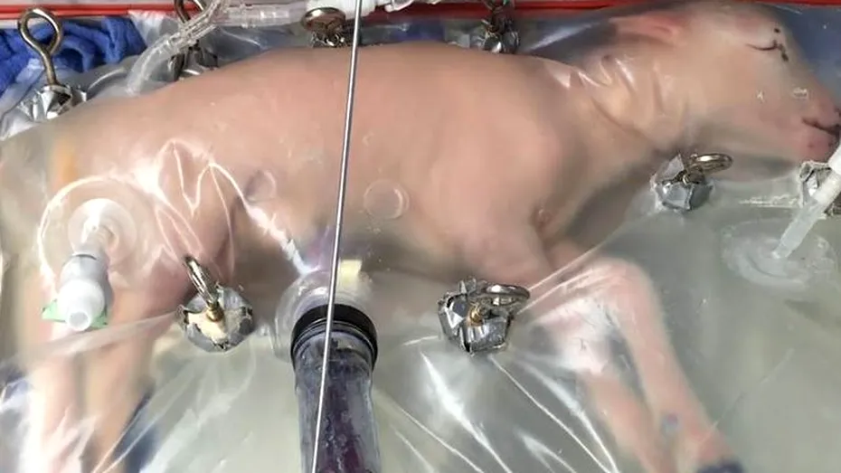 Primul uter artificial din lume, testat cu succes la animale
