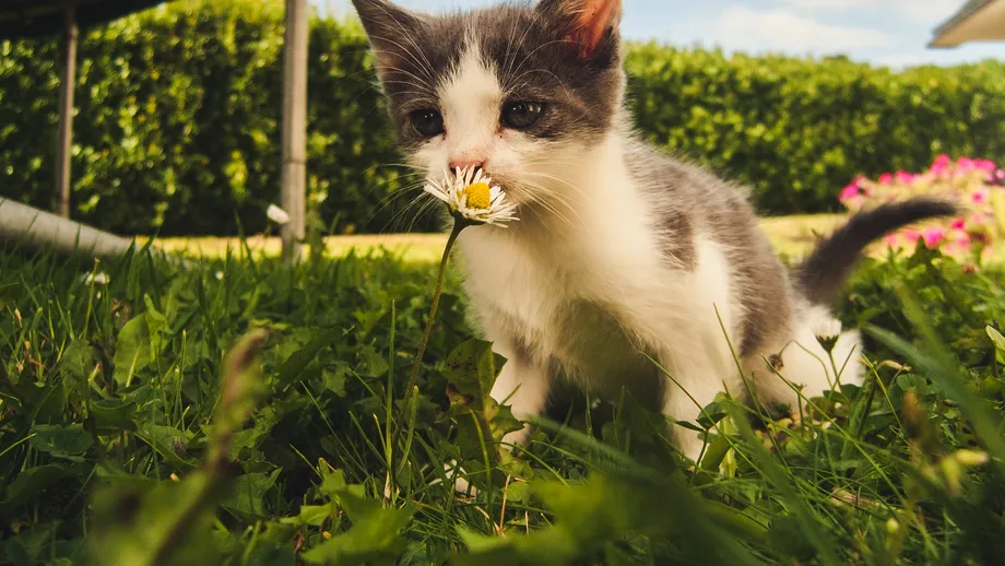 Cum educăm un pisoi?