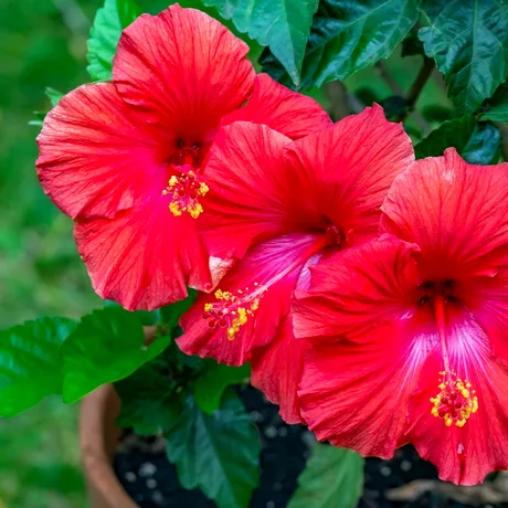 De ce să bei ceai de hibiscus în sezonul rece. 10 beneficii reale pentru sănătate