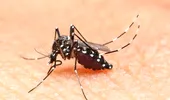 Virusul Zika, susceptibil să se răspândească în Americi, avertizează OMS