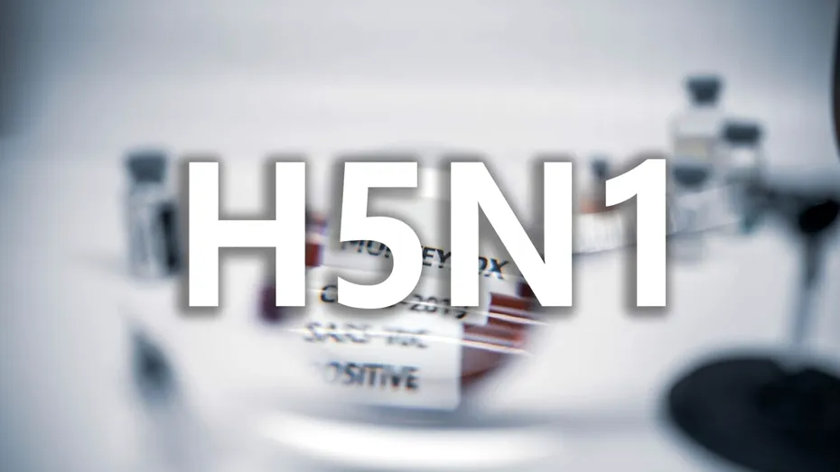Unde ar fi apărut prima dată virusul de gripă aviară H5N1