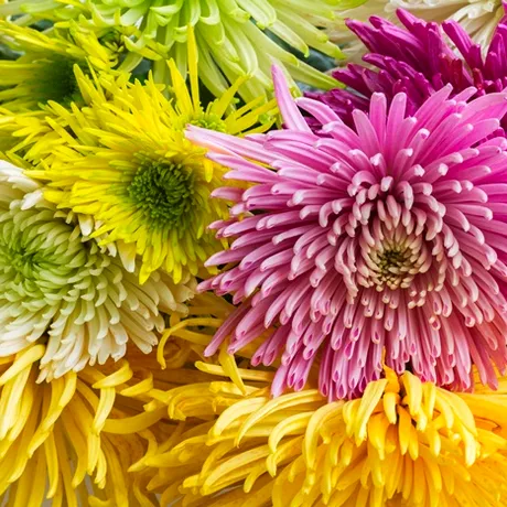 Planta care purifică aerul întreaga zi. E ușor de întreținut și la apartament