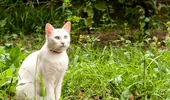 Semnul care îți arată dacă ai acasă o pisică dintr-o rasă rară! Trebuie să te uiți atent la blana felinei