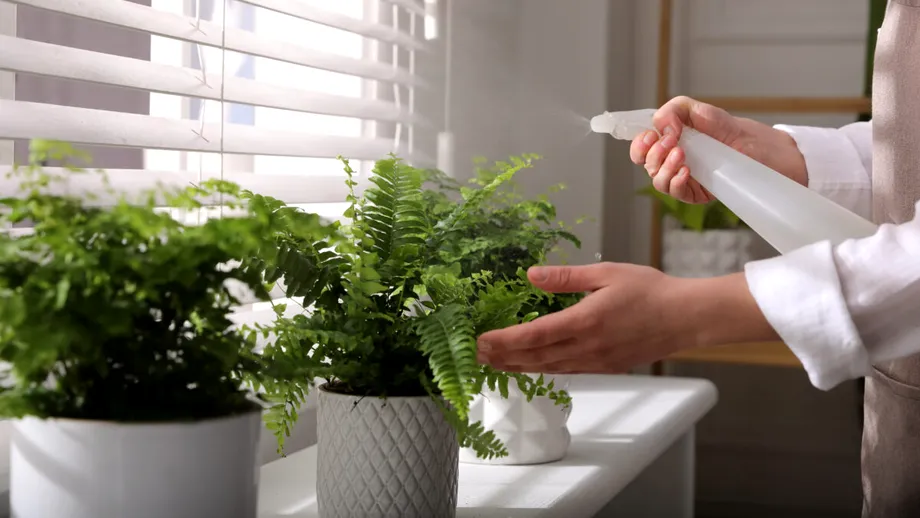 De ce e bine să ții o ferigă în casă