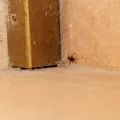 Plante care țin la distanță păianjenii. Dacă le ții la intrare nu-ți mai intră în casă!