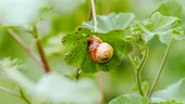 Planta care alungă melcii din grădină! Aroma ei puternică îi ține departe