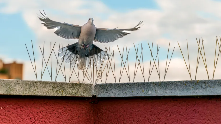 Ce înseamnă când o pasăre se așază la geam sau pe balcon. Ce spune tradiția