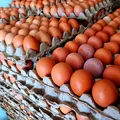 Ouăle bio nu sunt întotdeauna cea mai „verde” alegere. Studiul care schimbă tot ce credeam despre impactul lor asupra mediului