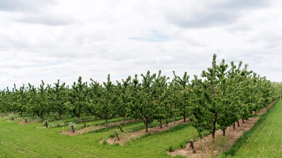Motivul pentru care tot mai mulți grădinari stropesc pomii cu sare în luna octombrie