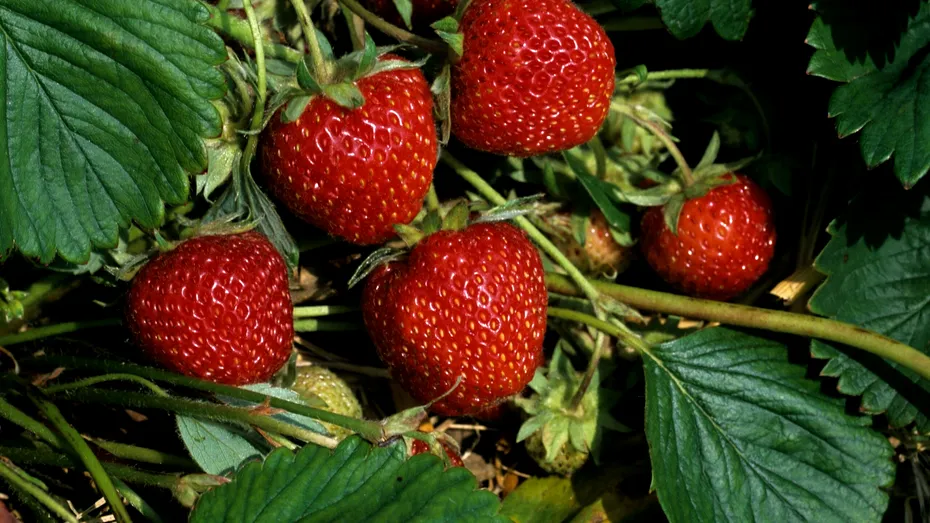 Cum faci diferența între căpșunile românești și cele grecești. Detaliul esențial de care nimeni nu ține cont