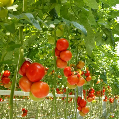 De ce se îngălbenesc, de fapt, frunzele la roșii? Sfaturi de la grădinari pentru a salva plantele la timp