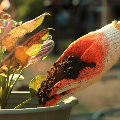 Plante care adoră zațul de cafea! Dă-i grădinii tale boost-ul de care are nevoie