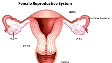 Torsiunea ovariana: tratament