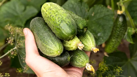 De ce au castraveții un gust amar? Soluții care te ajută când îi cultivi să nu mai iasă amari