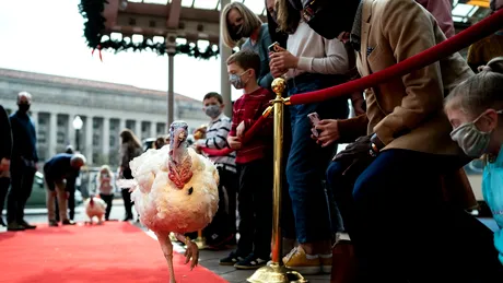 Curcanul de pe covorul roșu! Pasărea care va fi grațiată de Donald Trump, cazată la un hotel de lux