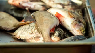Pești care sunt periculoși pentru organism! Se găsesc și în supermarketurile din România!