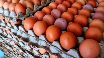 Ouăle bio nu sunt întotdeauna cea mai „verde” alegere. Studiul care schimbă tot ce credeam despre impactul lor asupra mediului