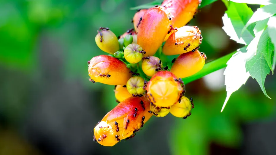 Cum să scapi de furnici în grădină! Soluția e în aceste metode naturale ușor de preparat