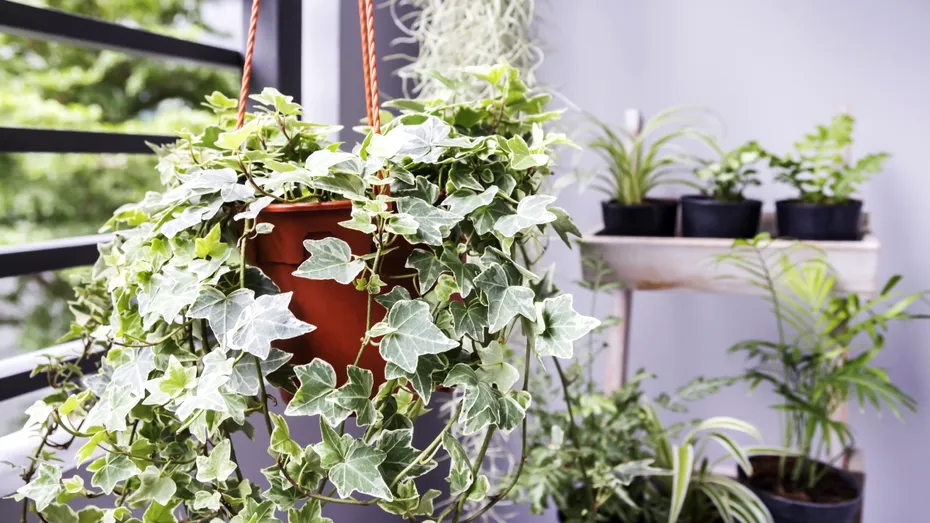 Când trebuie mutate plantele de pe balcon în casă. Sfatul util pentru îngrijirea florilor la ghiveci