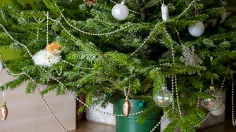 Cât de des trebuie să uzi bradul natural și ce să nu pui niciodată în pământul din ghiveci. „Rețete miraculoase” care ți-l usucă