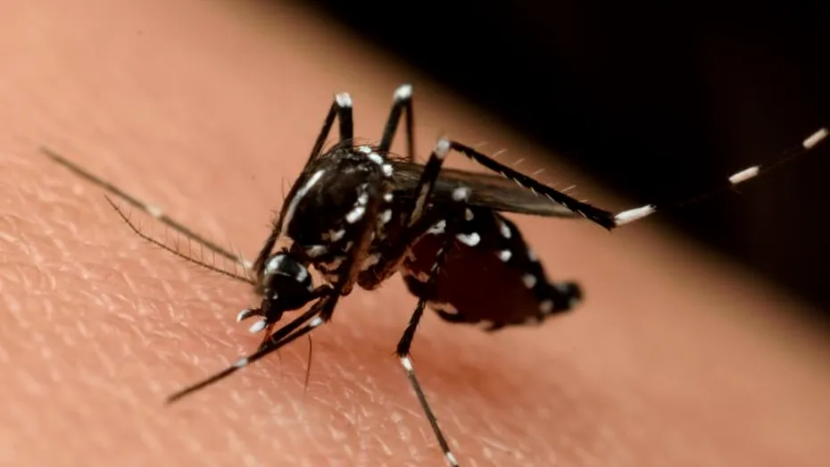 Virusul Zika nu mai constituie o urgenţă globală, spun reprezentanţii Organizaţiei Mondiale a Sănătăţii