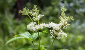 Crețușca, planta considerată „aspirina naturală”. Ce beneficii are și cum se consumă