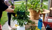 Metoda care ajută plantele să reziste căldurii extreme. Le salvează de la uscare și vor arăta mereu fresh