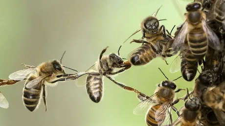 Cum poţi trata acasă înţepăturile de albină