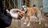 Mușcătura de câine: primul lucru pe care trebuie să-l faci să nu iei rabie
