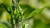 Talpa-gâștei: planta calmantă care poate echilibra sistemul nervos. Ce NU poate face