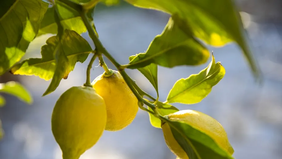 Trucul natural care îți transformă grădina! Ce se întâmplă când îngropi coajă de lămâie în pământ