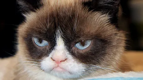 Grumpy Cat va avea rolul principal într-o comedie difuzată de Crăciun