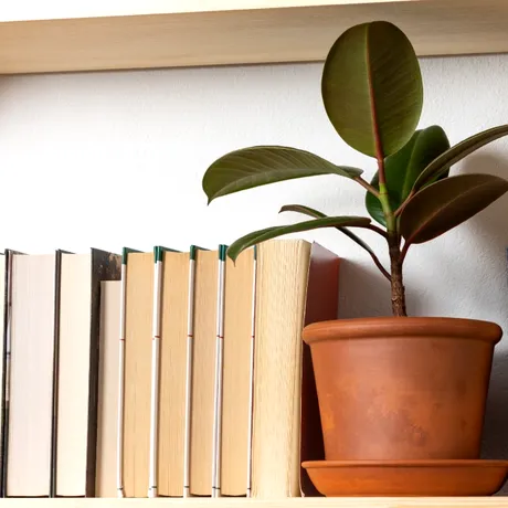 De ce se îngălbenesc frunzele ficusului? Cauze și soluții rapide