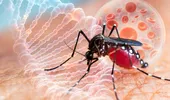 Febra dengue a scăpat de sub control într-o regiune din Italia, avertizează epidemiologii