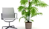 Plantele de birou fac angajaţii mai productivi