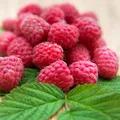 Trucul pentru o zmeură mai dulce în grădină. Află ce greșeală să nu faci în iulie