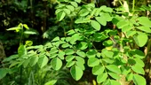 Ce sunt frunzele de moringa și cum le poți combina cu alimente, pentru a-ți întări imunitatea
