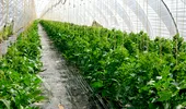 Cum scapi rapid de musculița neagră de pe roșii. Insecticidul natural care funcționează din prima