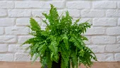 Plante pe care să le ții în casă dacă nu prea ai spațiu. Purifică excelent camerele mici!