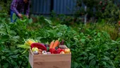 Ce legume să plantezi acum pentru o recoltă bogată în toamnă. Mulți grădinari fac această greșeală!