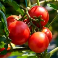 Ce poți adăuga în apa cu care uzi roșiile ca să ai plante mai sănătoase și mai rezistente