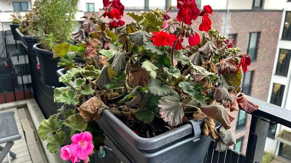 Soluția naturală care readuce plantele la viață în câteva zile. Ai nevoie de un singur ingredient din frigider