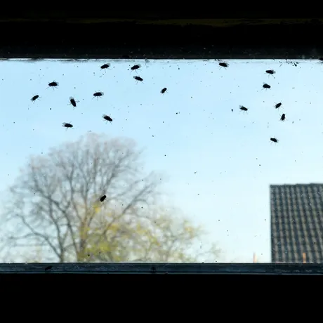 Trucul simplu care alungă instant muștele din casă. Pune acest aliment din bucătărie pe pervaz