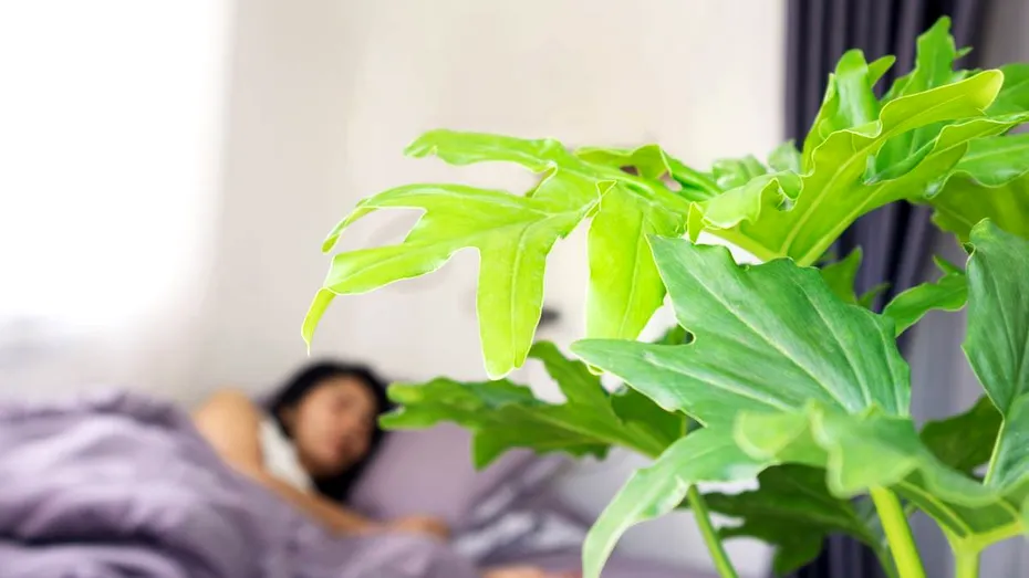Plante de interior care eliberează oxigen și pe timpul nopții. Ar putea îmbunătăți somnul