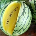 Este sănătos sau nu pepenele verde cu miez galben? De ce este galben, de fapt